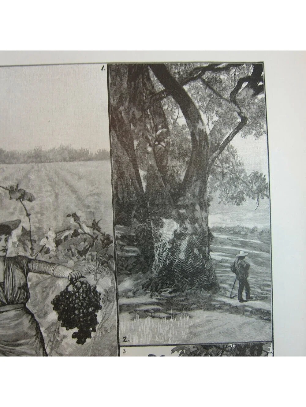 Antique 1888 Print Sketches in Lower California: A Fruitful Land RC Woodville II